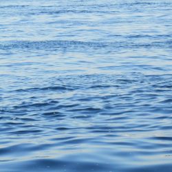 エソ‼ESO‼えそ‼